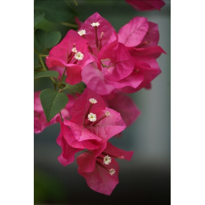 Αρωματα Αυτοκινητου   VOUKAMVILIA FLOWER