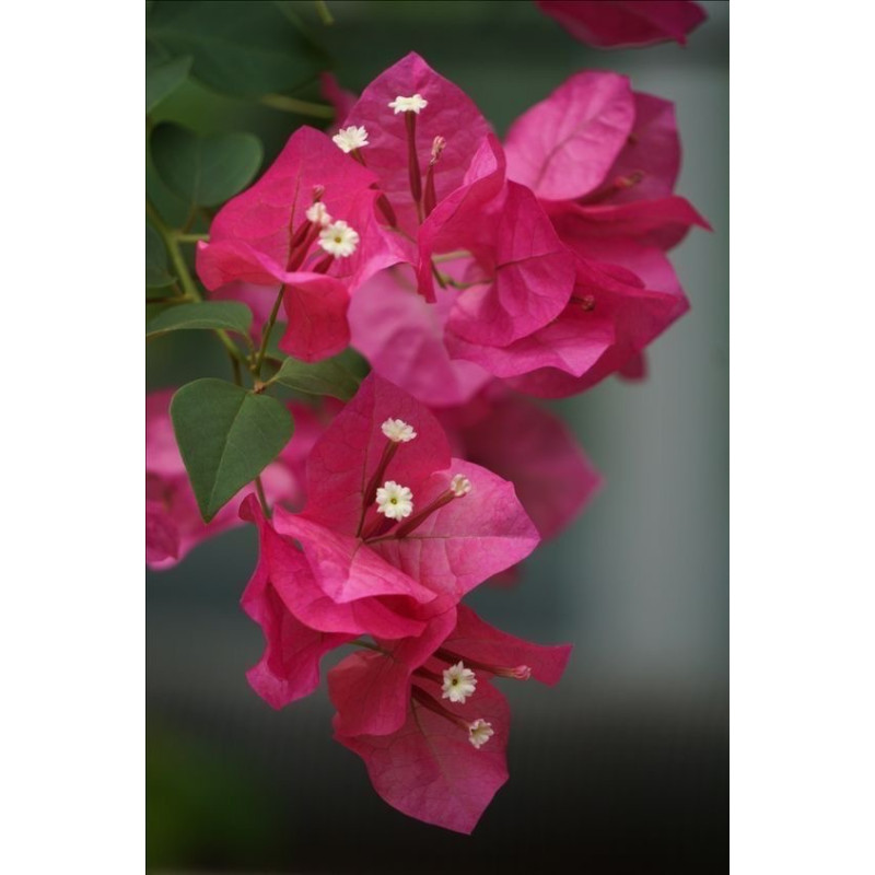 Αρωματα Αυτοκινητου   VOUKAMVILIA FLOWER