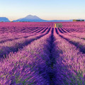 Αρωματα Αυτοκινητου  FRENCH LAVENDER