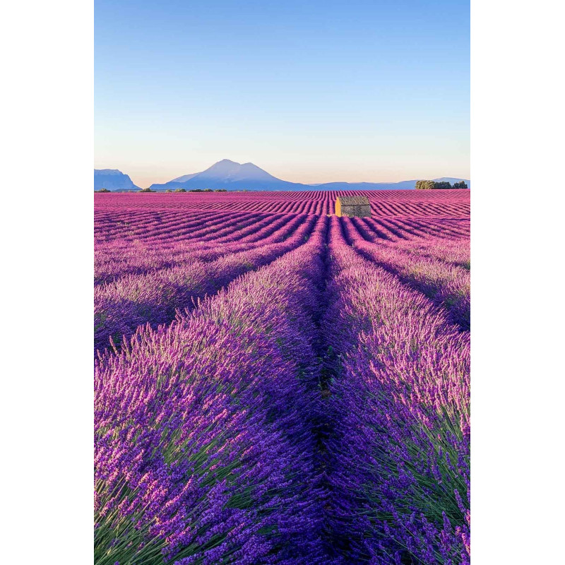 Αρωματα Αυτοκινητου  FRENCH LAVENDER