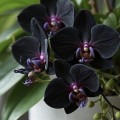 Αρωματα Αυτοκινητου  BLACK ORCHID