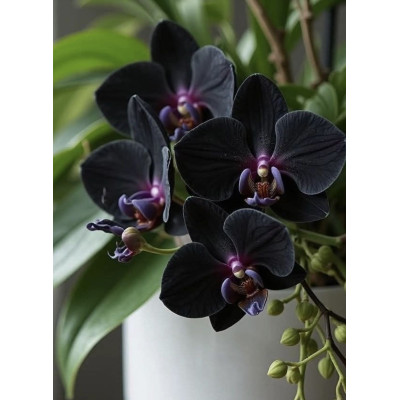 Αρωματα Αυτοκινητου  BLACK ORCHID